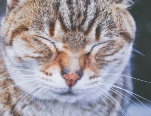 shallow focus photography of white and brown cat thumbnail