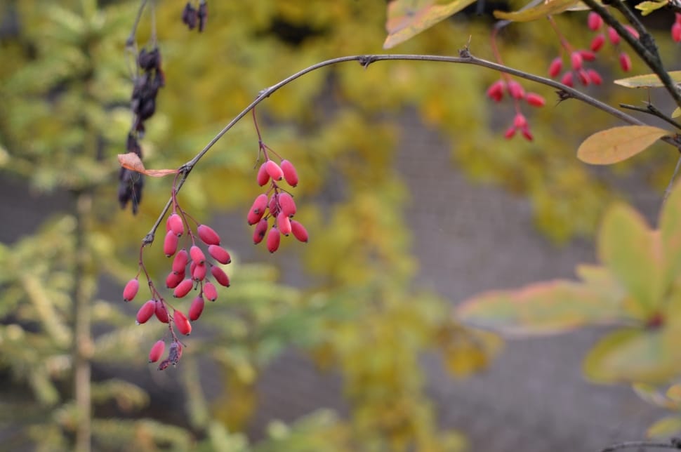 pink flower buds preview