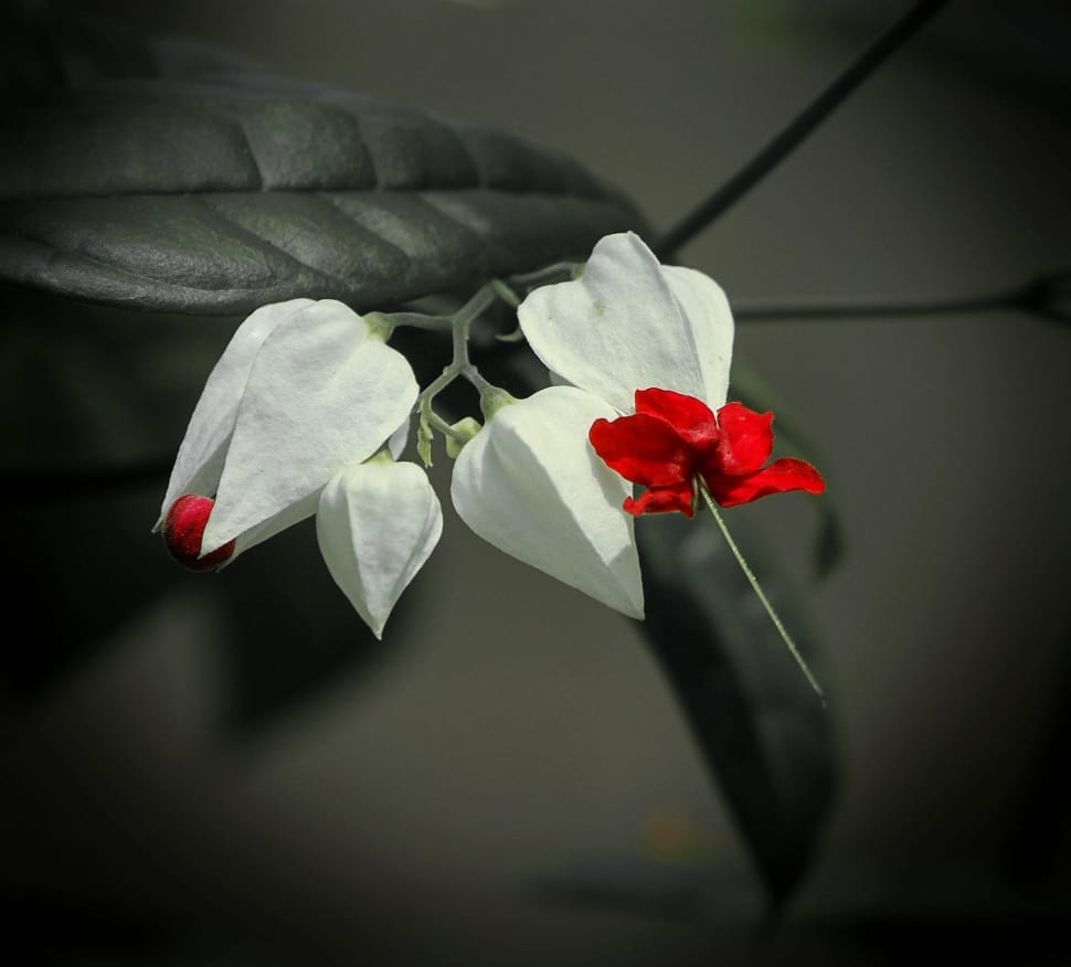 white and red flower preview