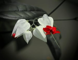 white and red flower thumbnail