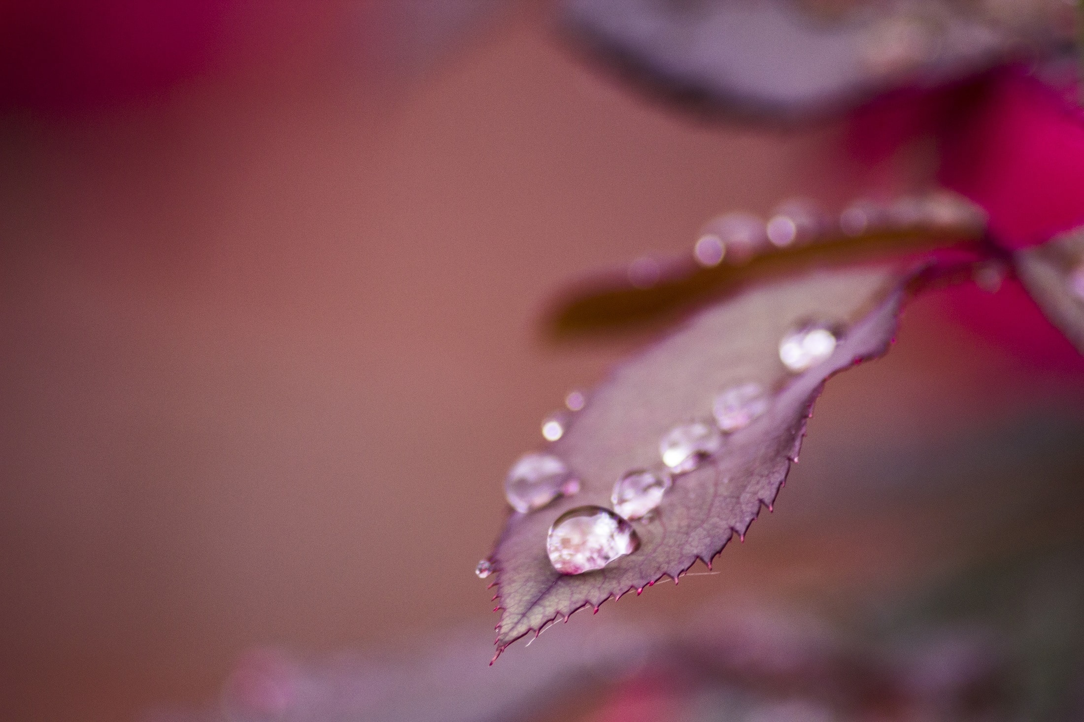 water drop on purple leaf plant