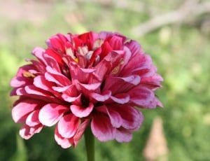 pink chrysanthemum thumbnail