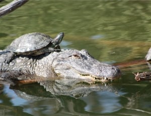 gray crocodile and brown and black turtle thumbnail