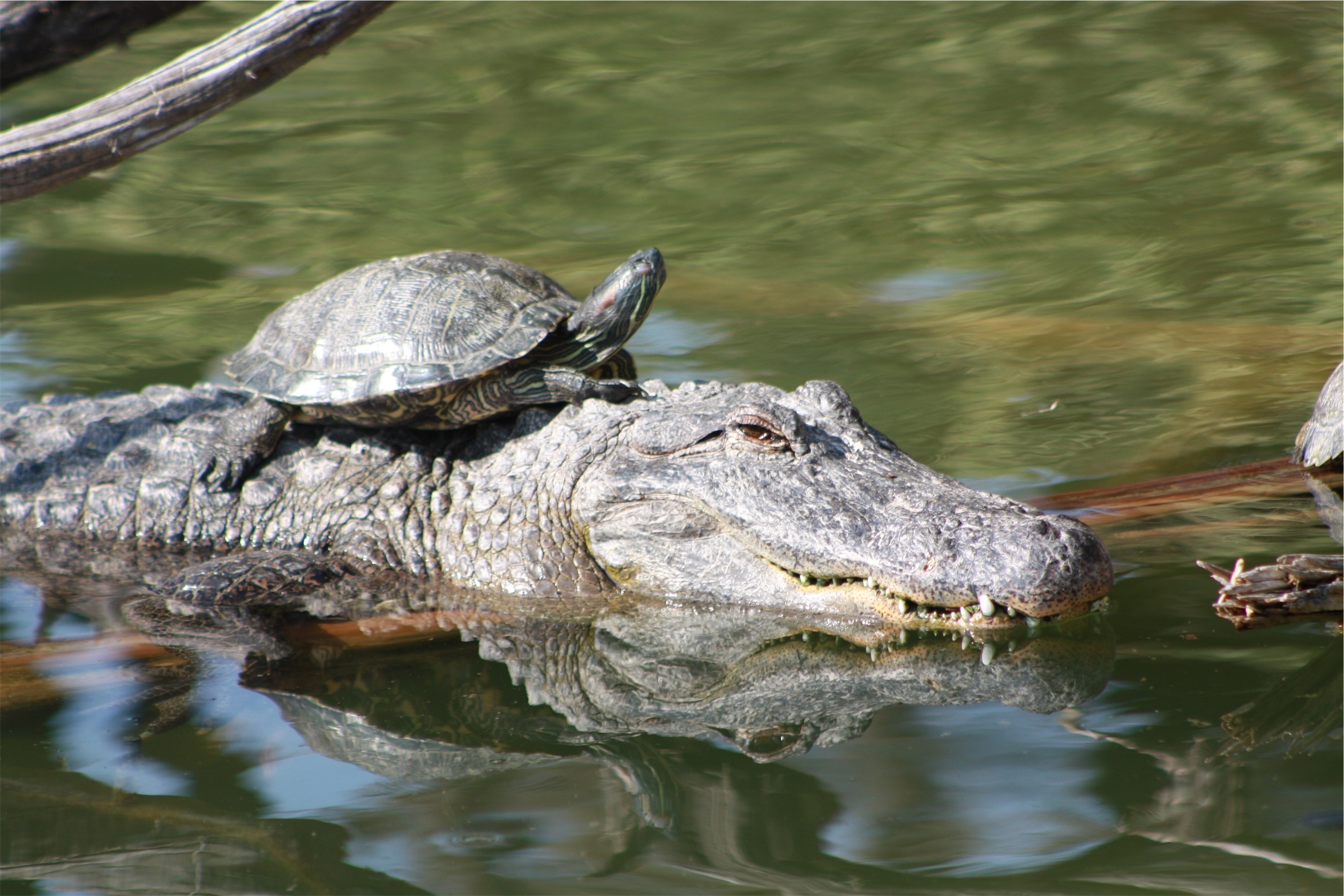 gray crocodile and brown and black turtle