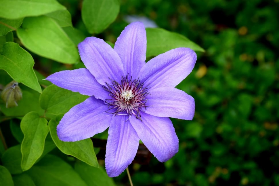 purple 8 petaled flower preview