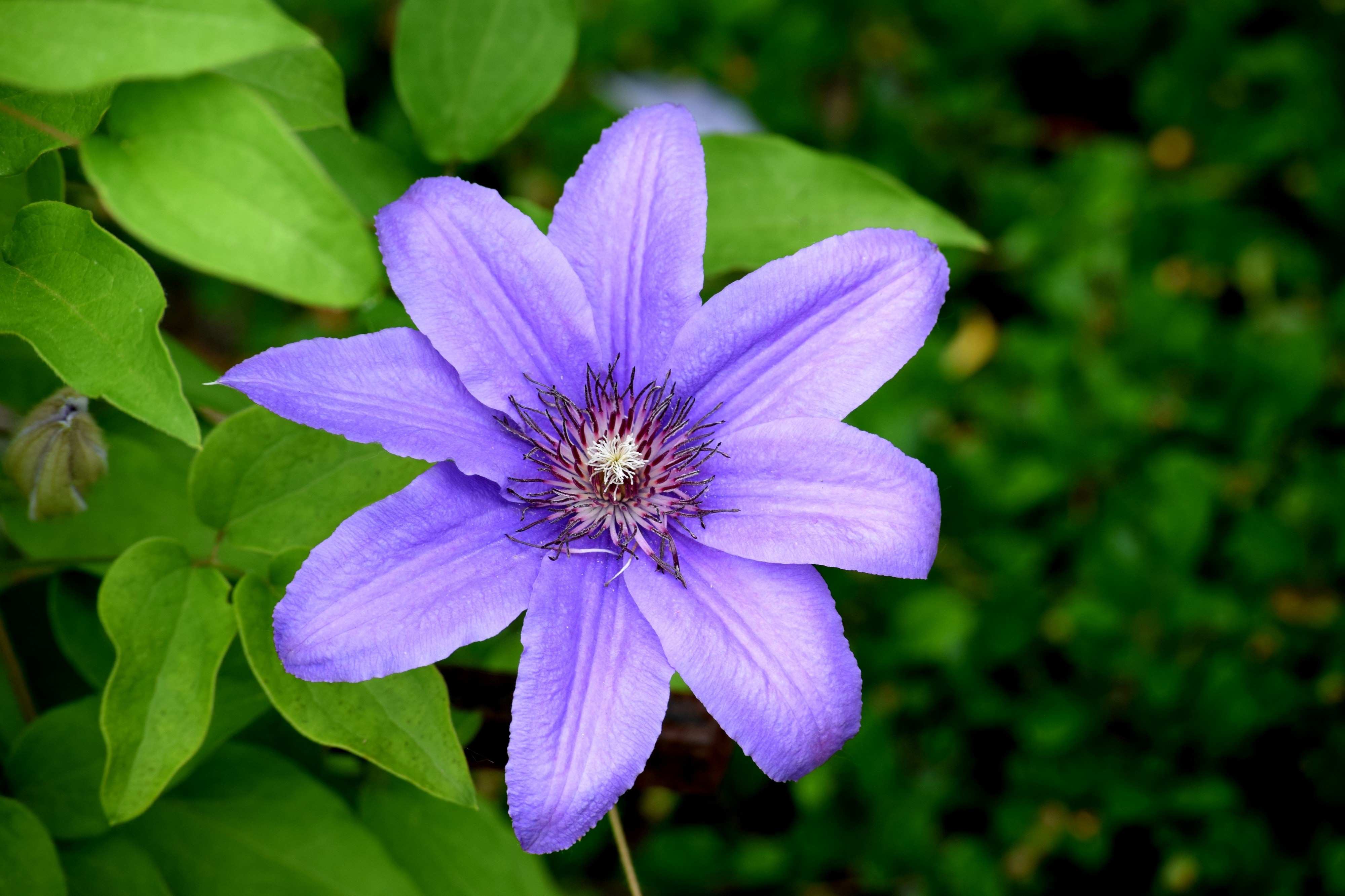 purple 8 petaled flower