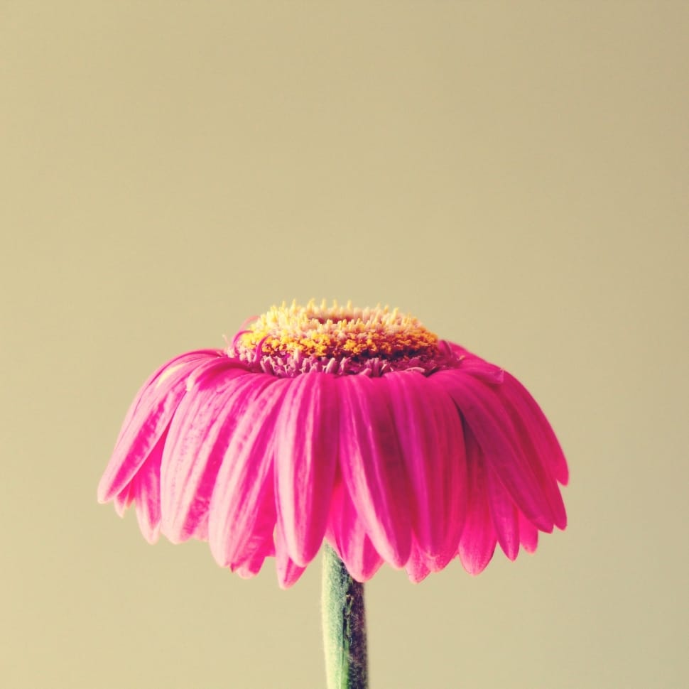 Withered, Flower, Faded, Gerbera, Pink, flower, studio shot preview