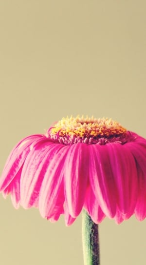Withered, Flower, Faded, Gerbera, Pink, flower, studio shot thumbnail