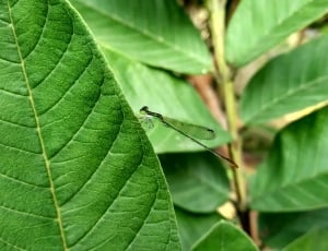 Dragonfly, Wing, Nature, Green, Insect, leaf, green color thumbnail