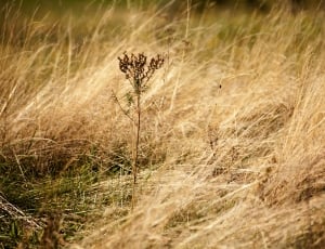 brown dry grass thumbnail