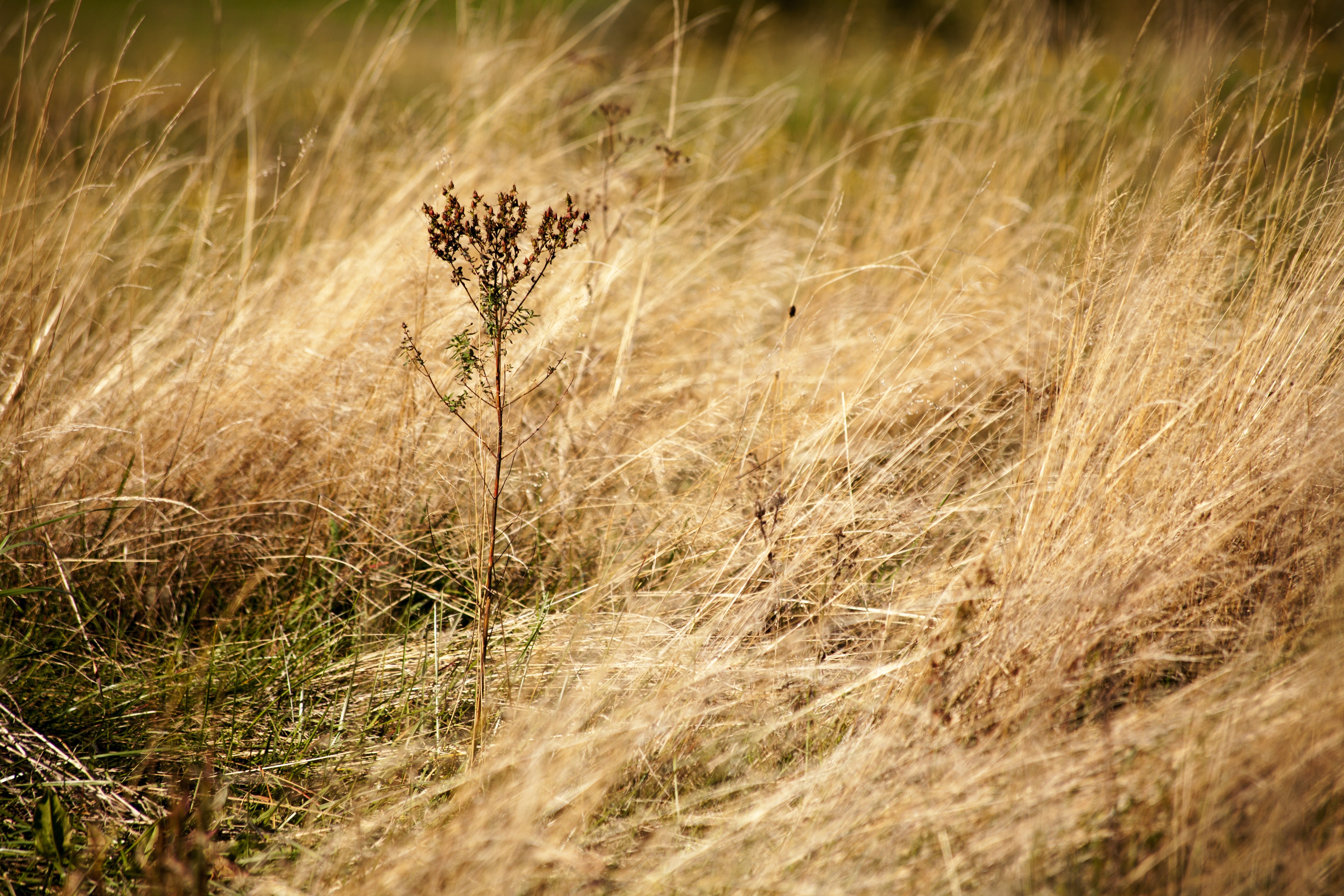 brown dry grass
