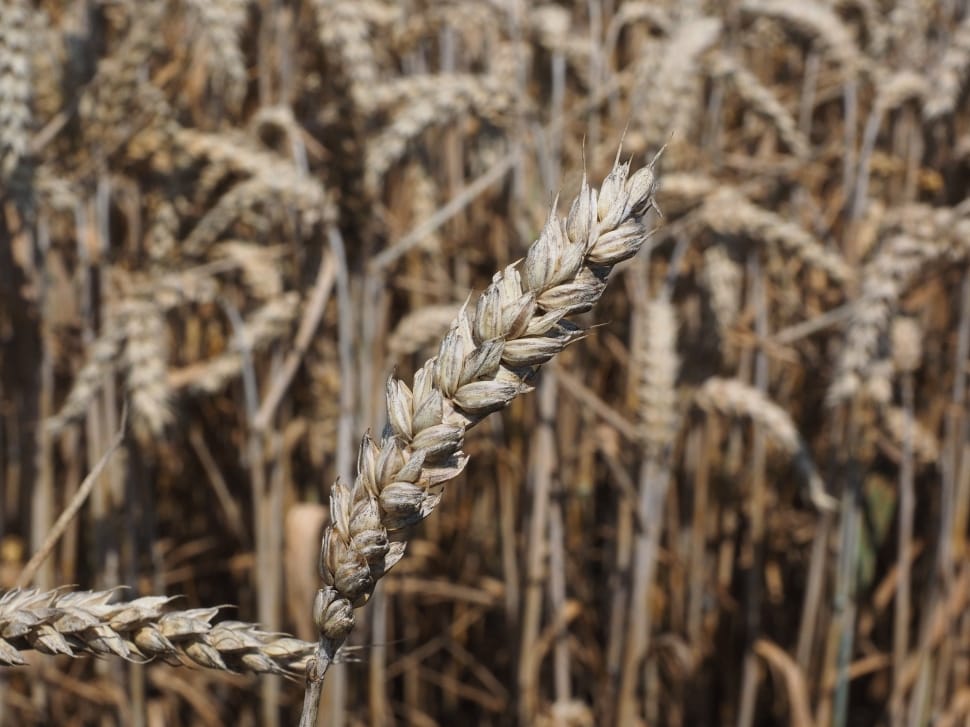 wheat plant macro shot preview
