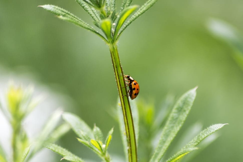 Ladybug, Nature, Beetle, Ladybird, leaf, nature preview