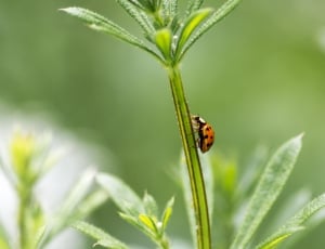 Ladybug, Nature, Beetle, Ladybird, leaf, nature thumbnail