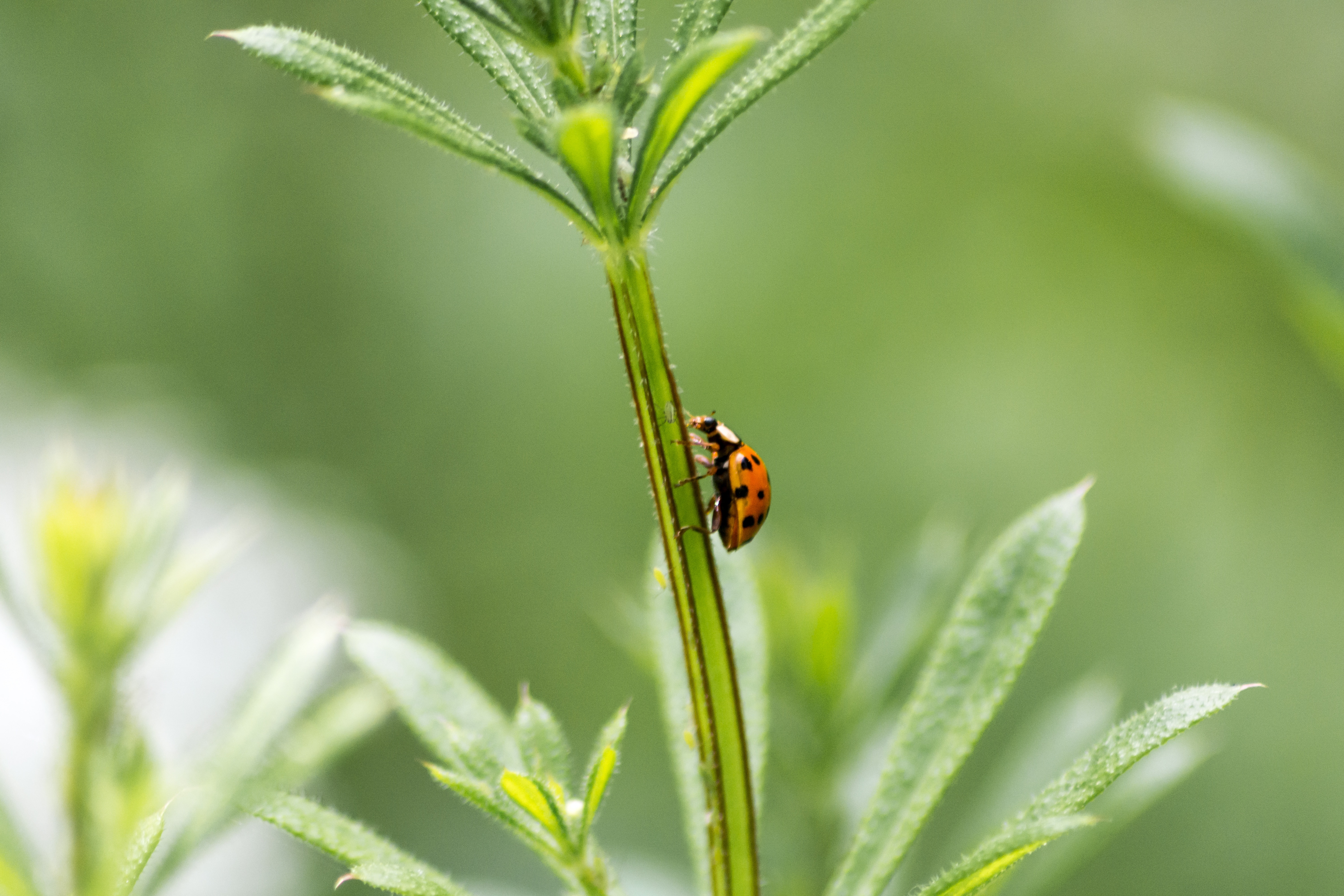 Ladybug, Nature, Beetle, Ladybird, leaf, nature