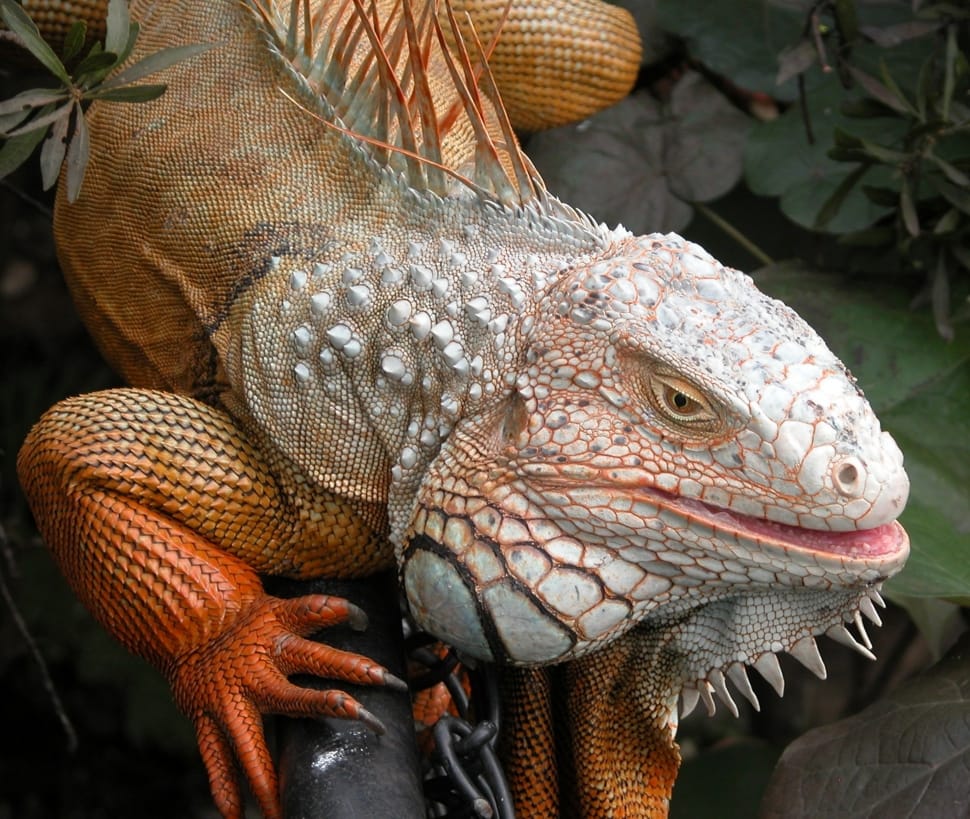 orange, white and gray komodo dragon preview