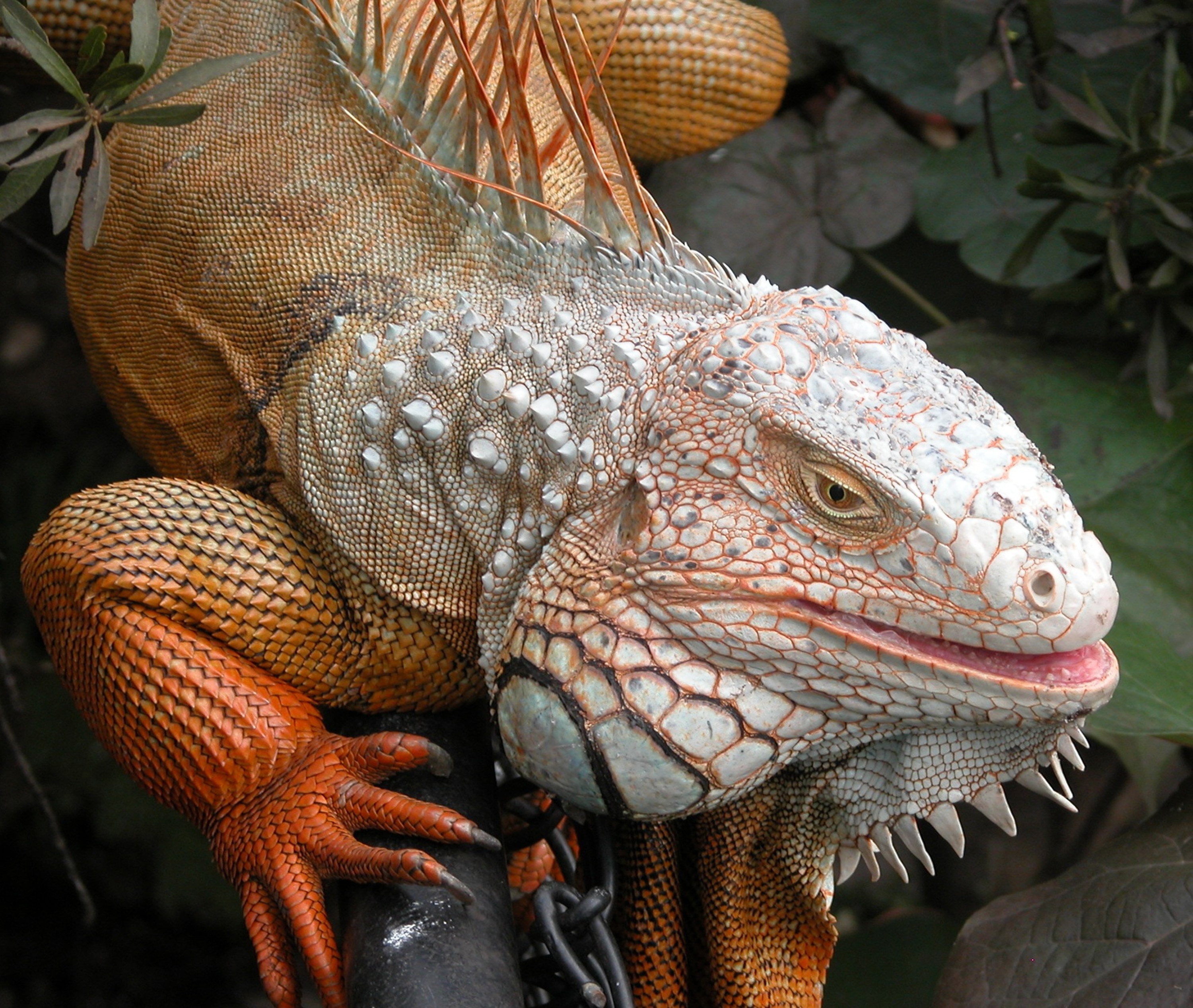 orange, white and gray komodo dragon