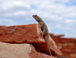 brown lizard in stone during daytime thumbnail