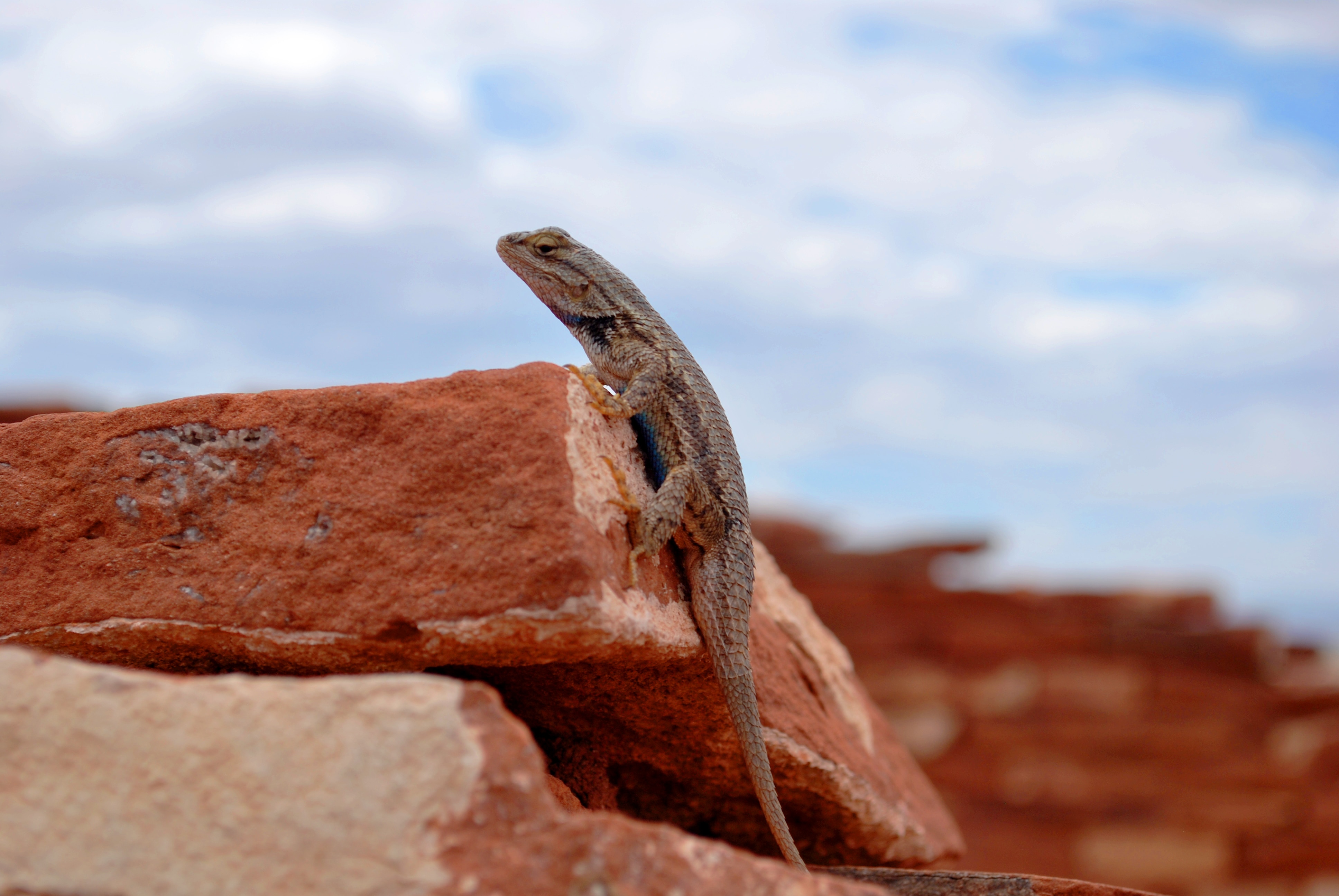 brown lizard in stone during daytime