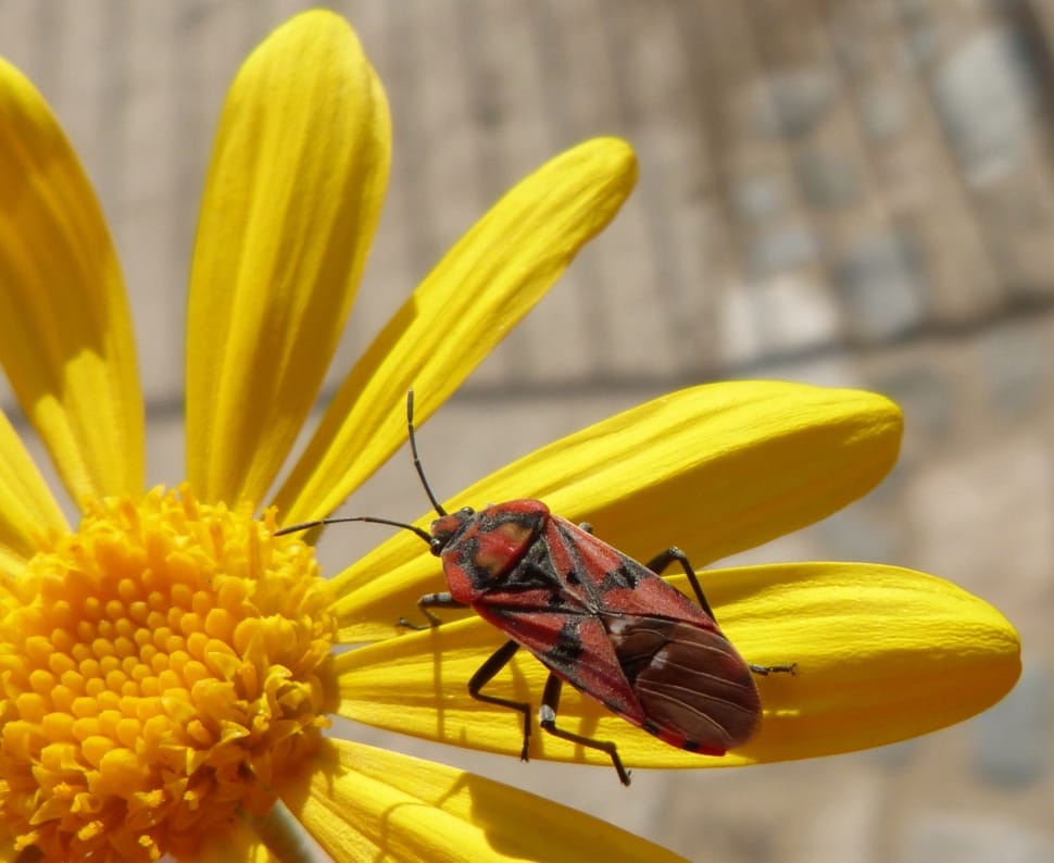 Daisy, Red, Libar, Insect, Bug, insect, flower preview