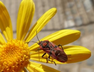Daisy, Red, Libar, Insect, Bug, insect, flower thumbnail