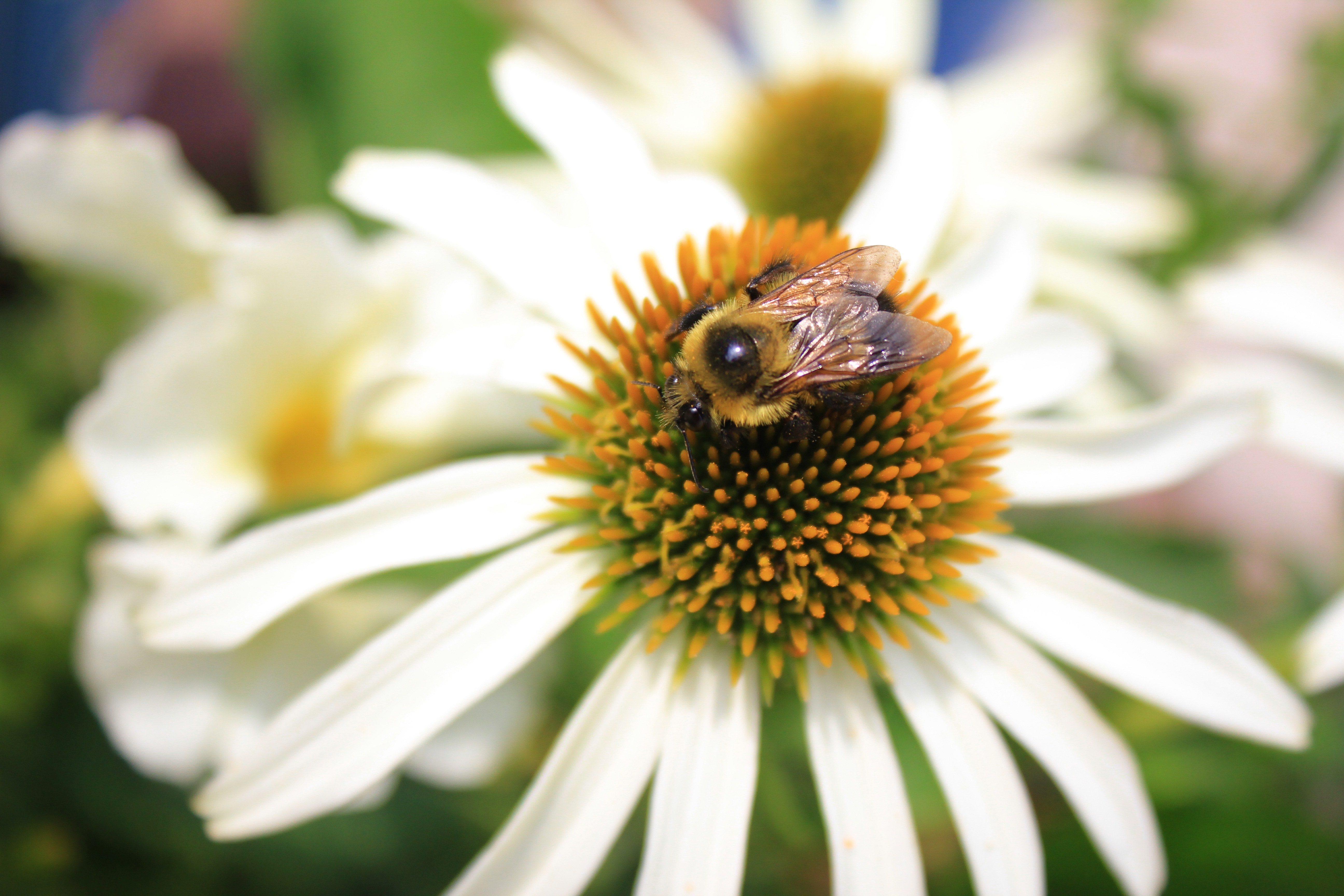 yellow brown bee and white yellow petal flower