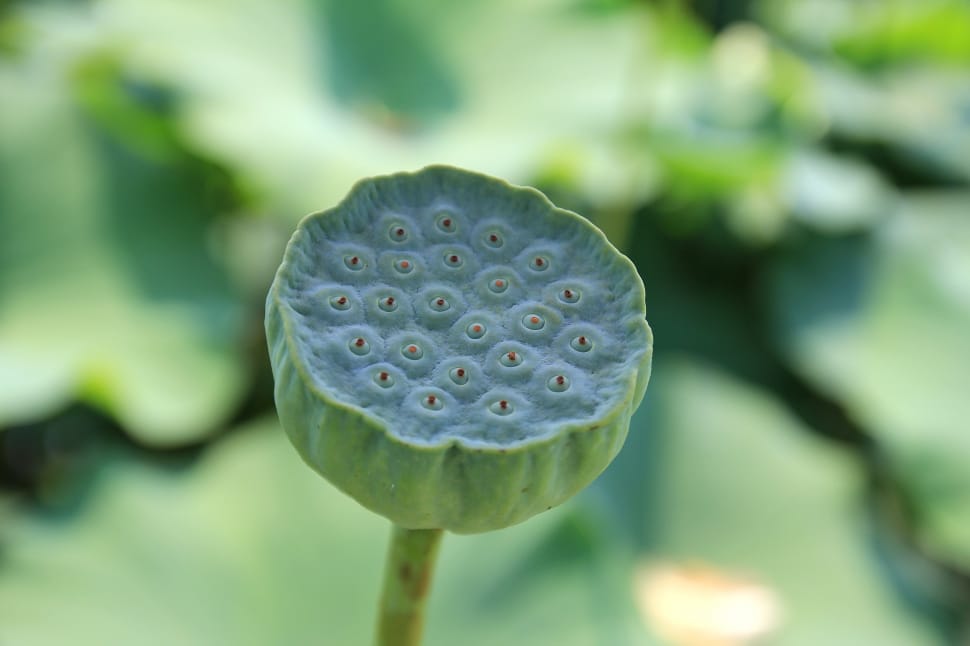 Lotus Fruit, Lotus, Fruit, Seed, Plant, focus on foreground, close-up preview