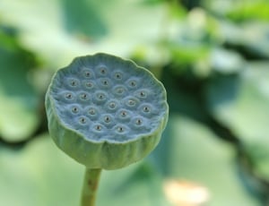 Lotus Fruit, Lotus, Fruit, Seed, Plant, focus on foreground, close-up thumbnail