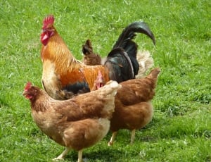 one rooster and  three hens on grass field thumbnail