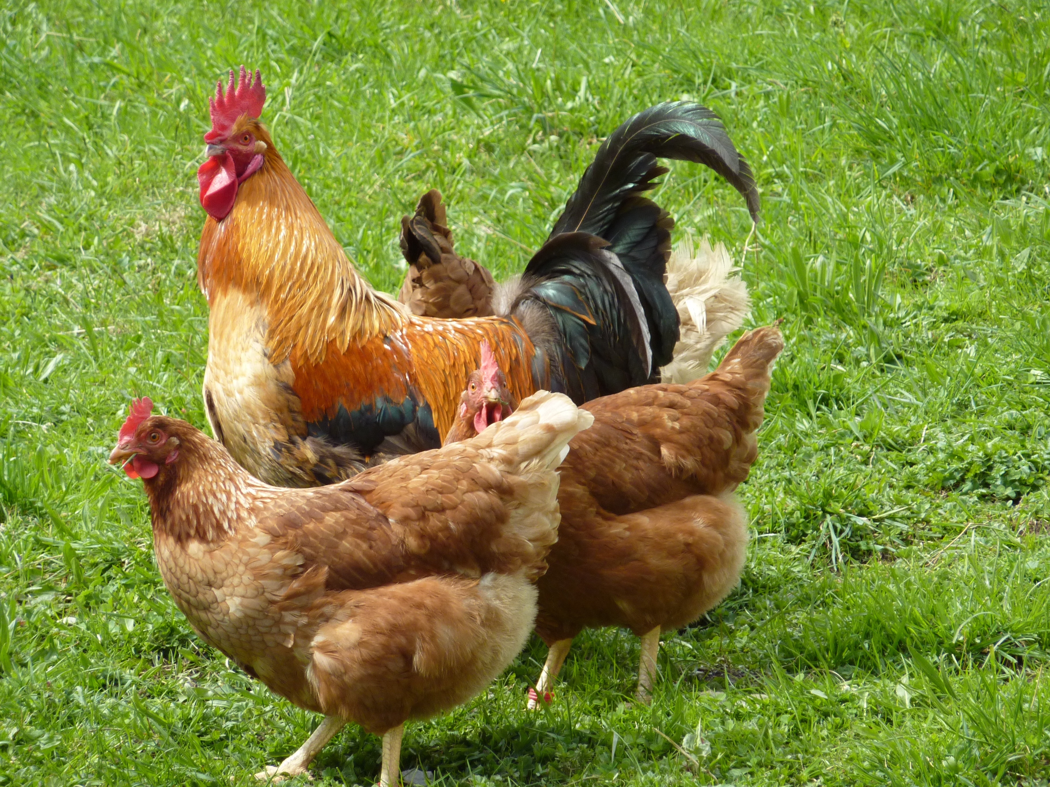 one rooster and  three hens on grass field