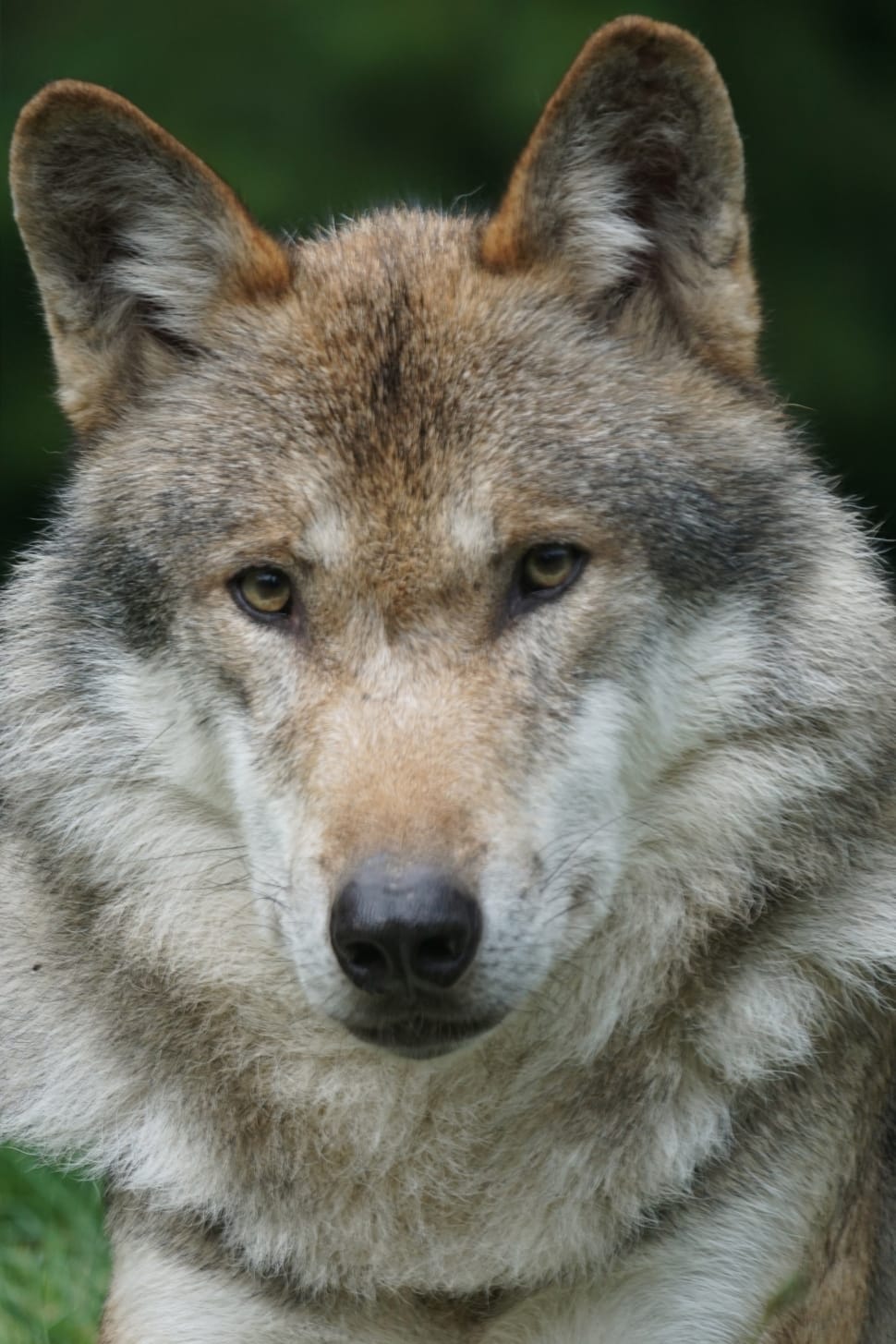 Wolf, Dormant, European Wolf, Predator, one animal, animal wildlife preview