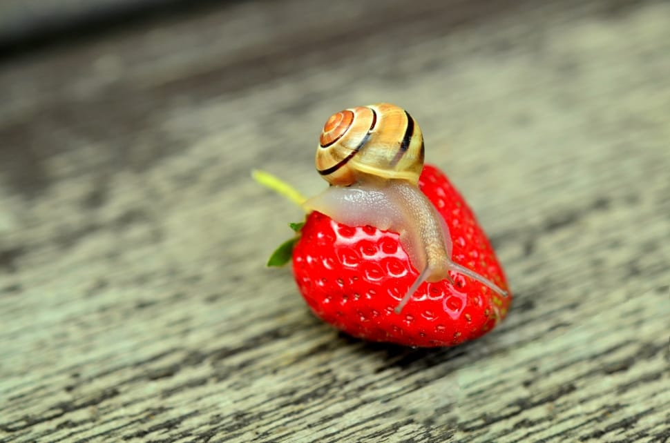 snail on top of strawberry o preview