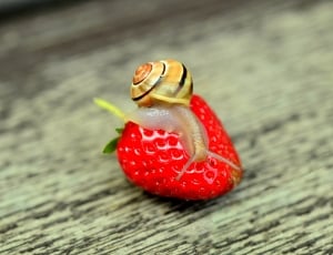 snail on top of strawberry o thumbnail