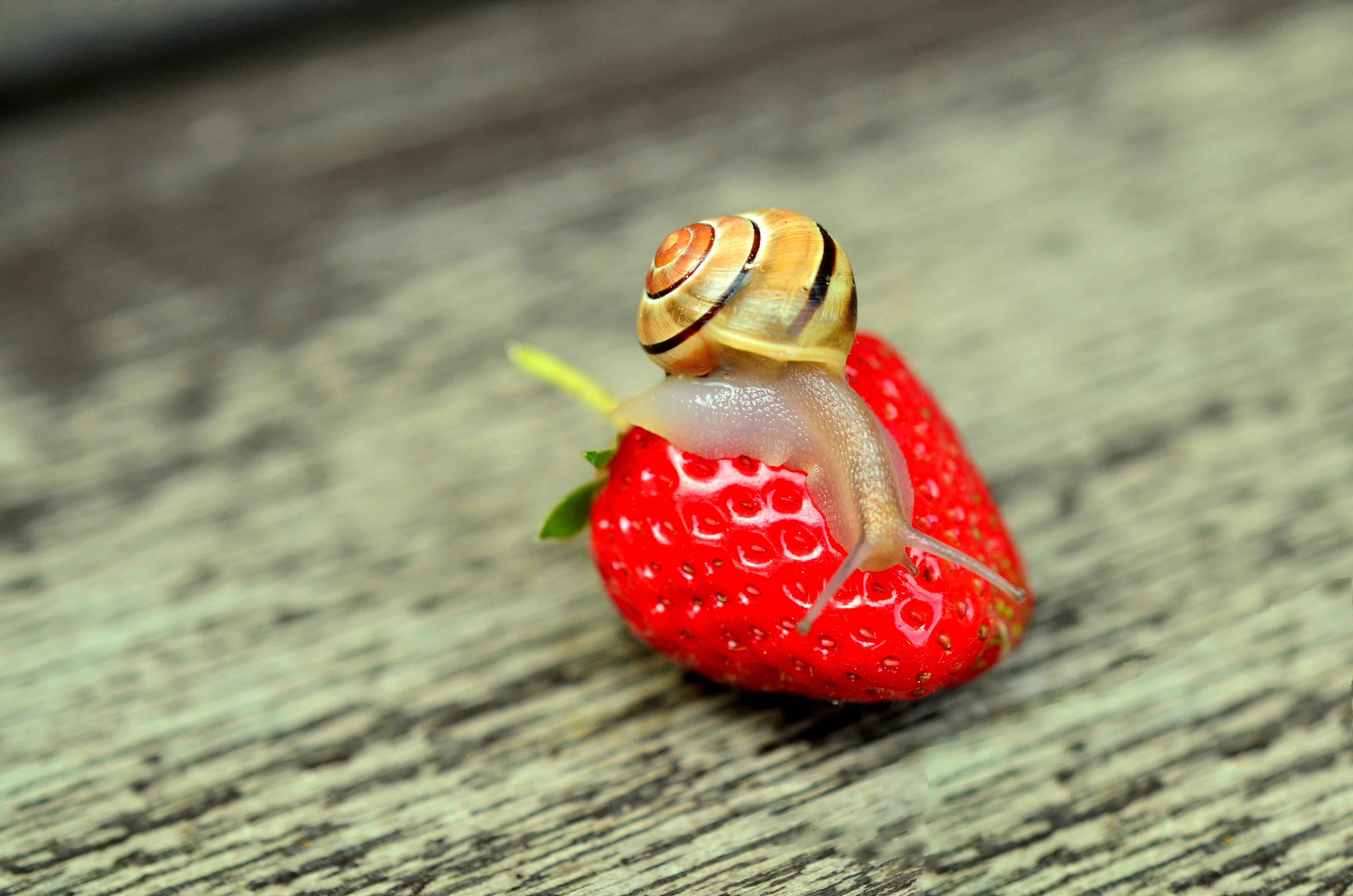snail on top of strawberry o