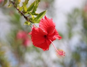 red petaled flowers on closeup photography thumbnail
