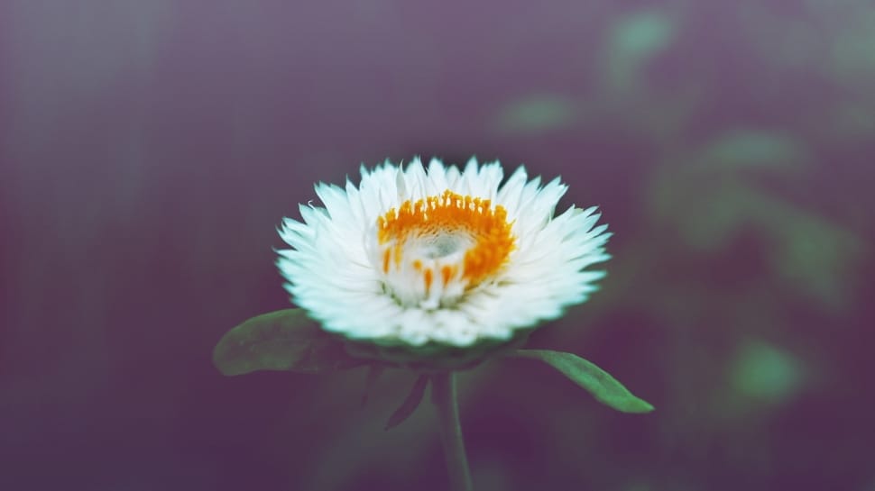 white flower preview