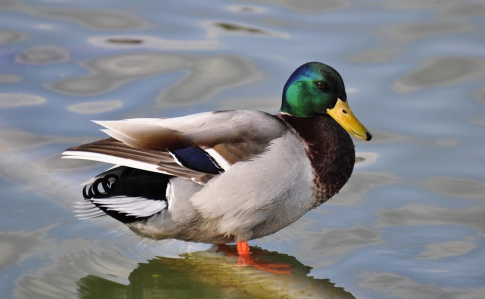 mallard duck standing on body of water preview