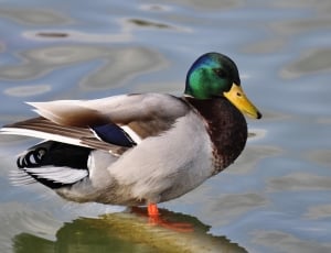 mallard duck standing on body of water thumbnail