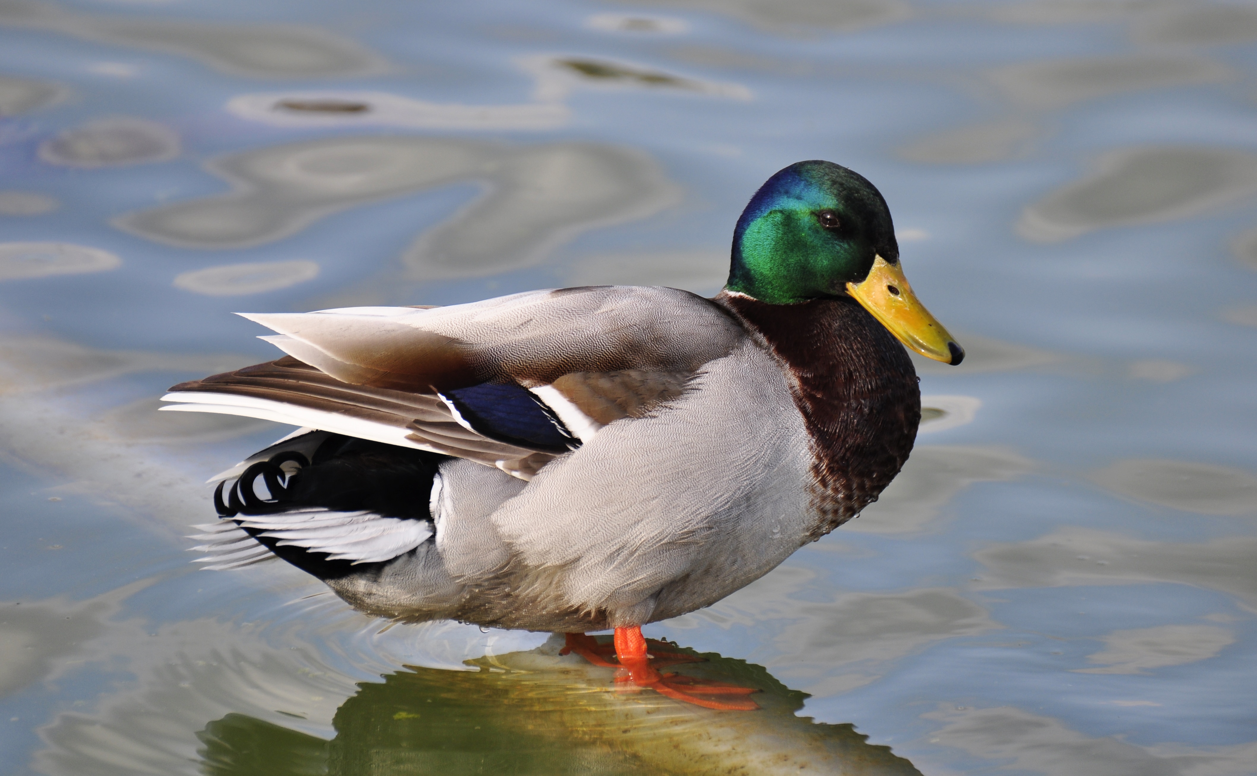 mallard duck standing on body of water