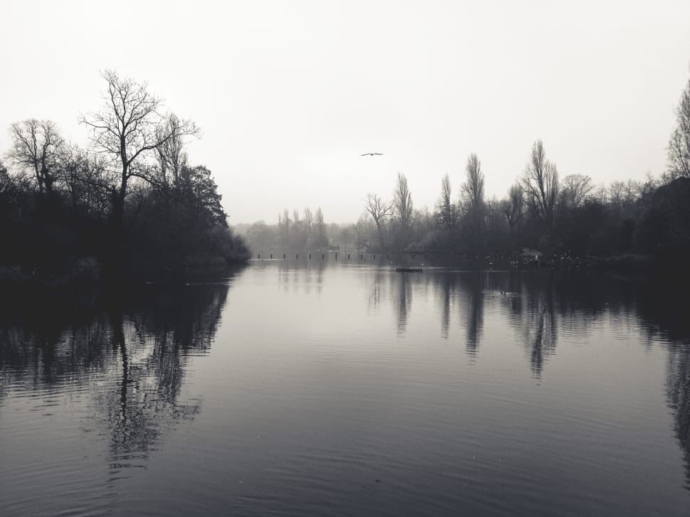 grayscale photo of lake and trees preview