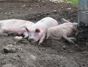 three pigs sleeping thumbnail