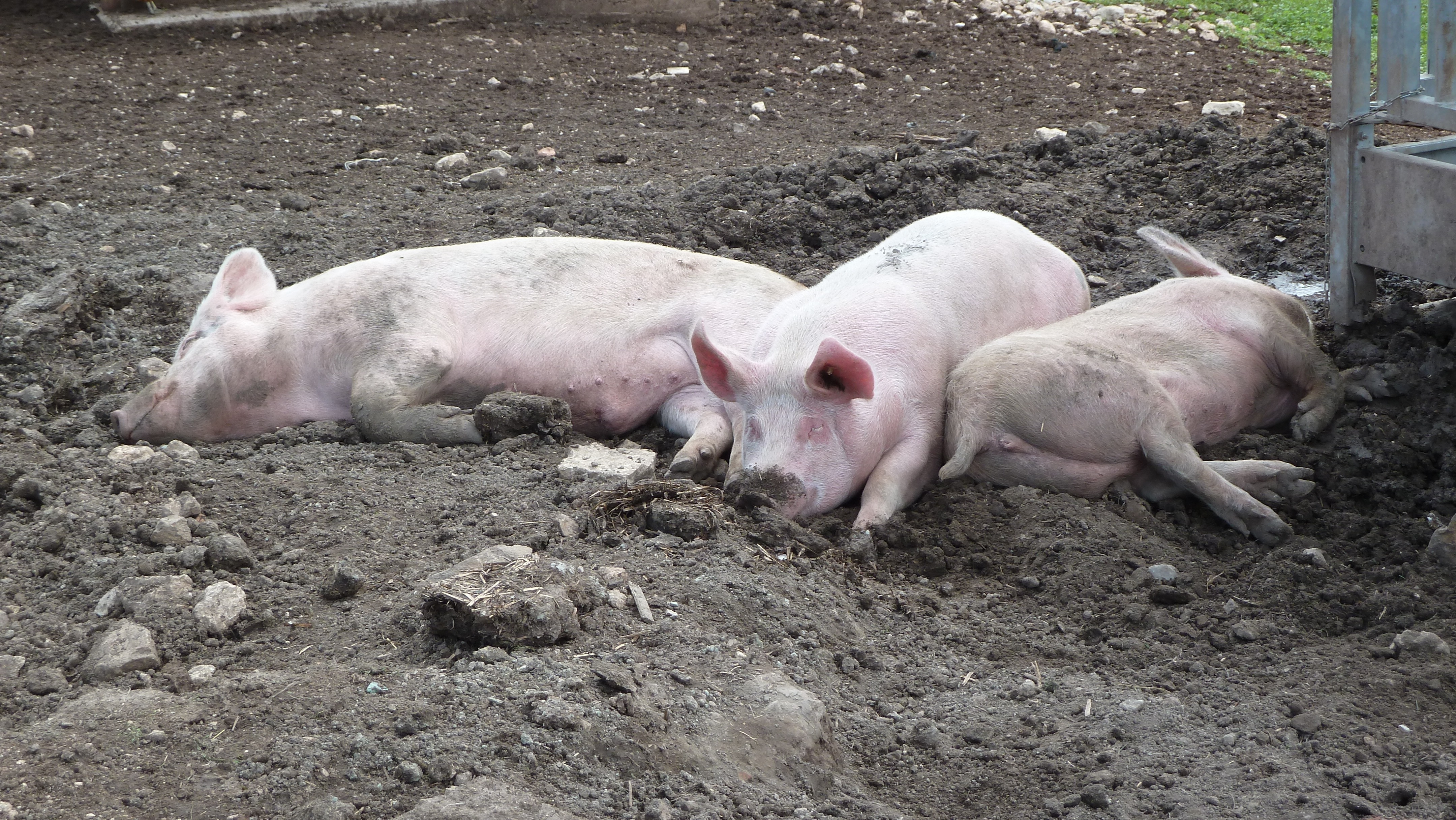 three pigs sleeping