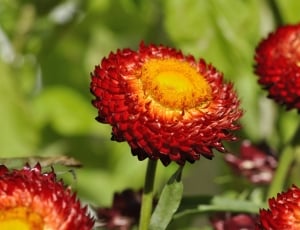 Italicum, Blossom, Flower, Orange, Plant, red, flower thumbnail