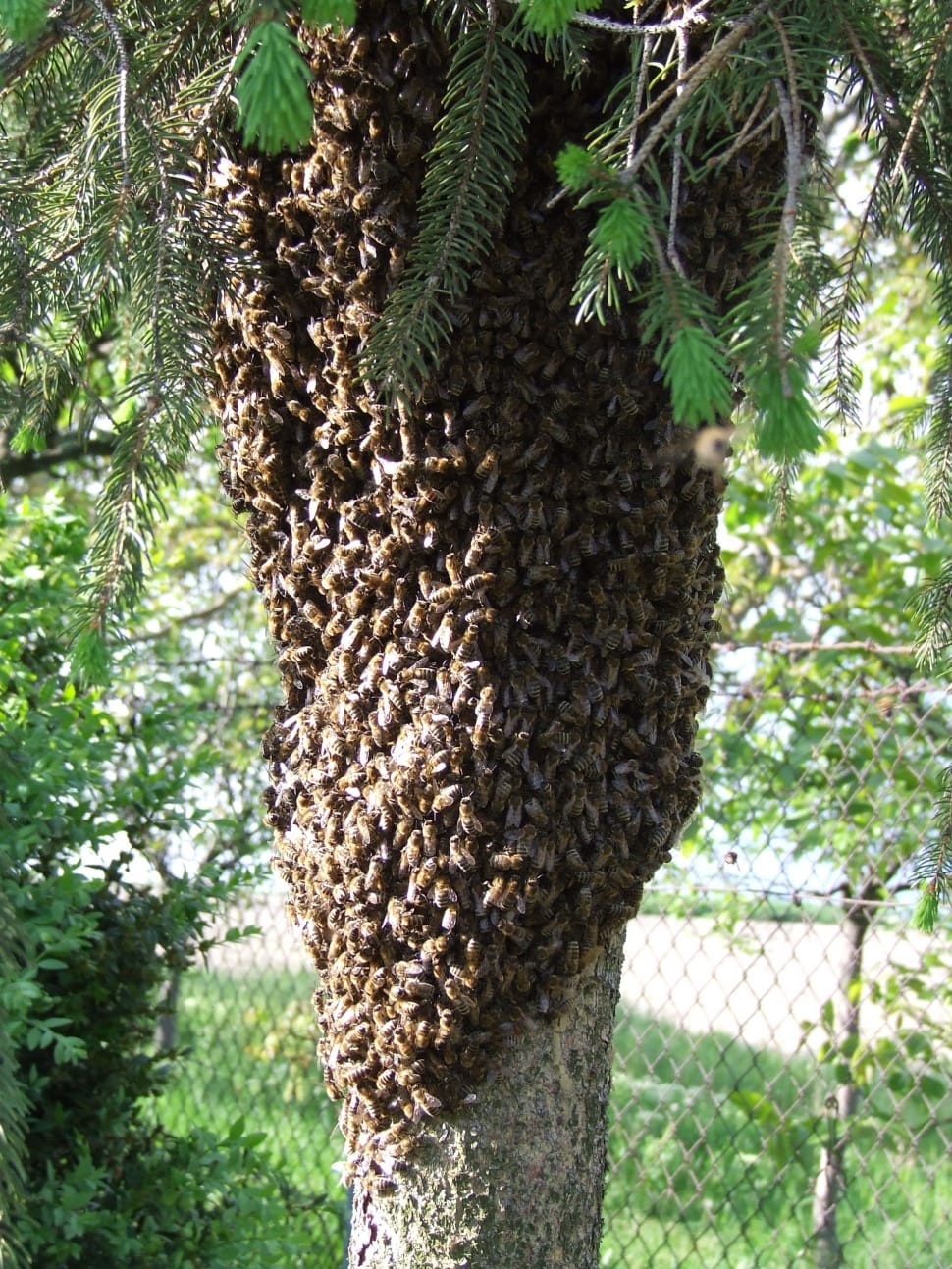 honey bee swarm preview