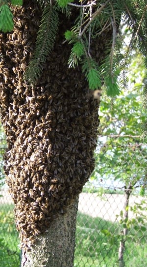 honey bee swarm thumbnail