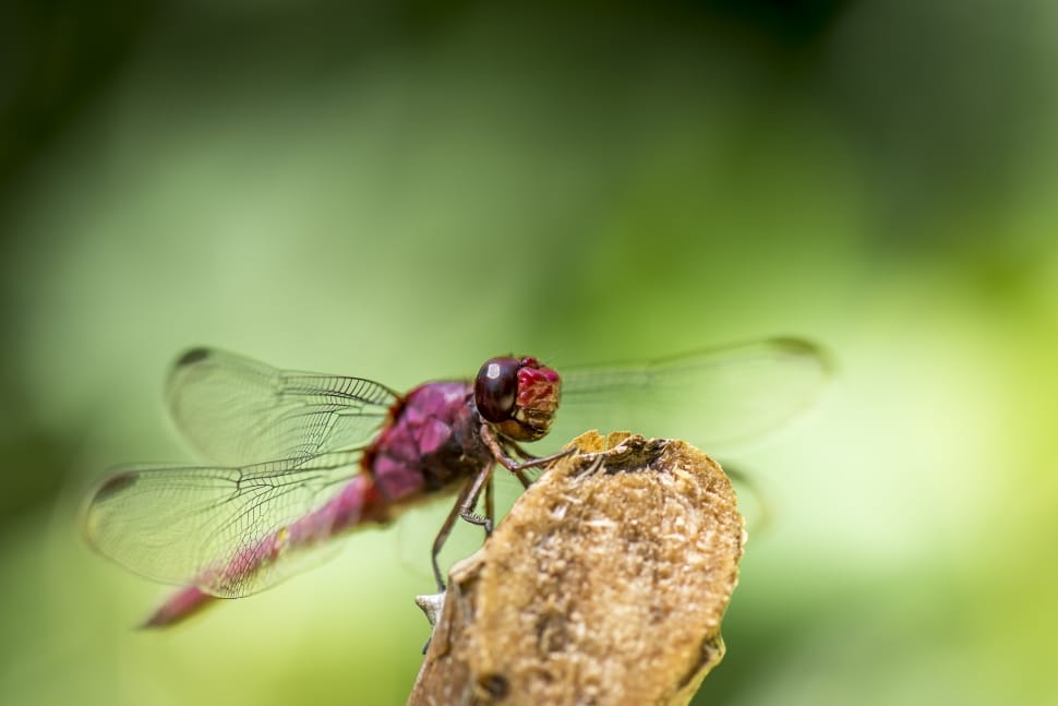 purple dragonfly perched on brown branch in selective focus photography preview