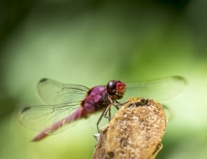 purple dragonfly perched on brown branch in selective focus photography thumbnail