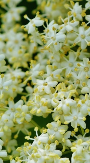 white bouvardia flowers thumbnail