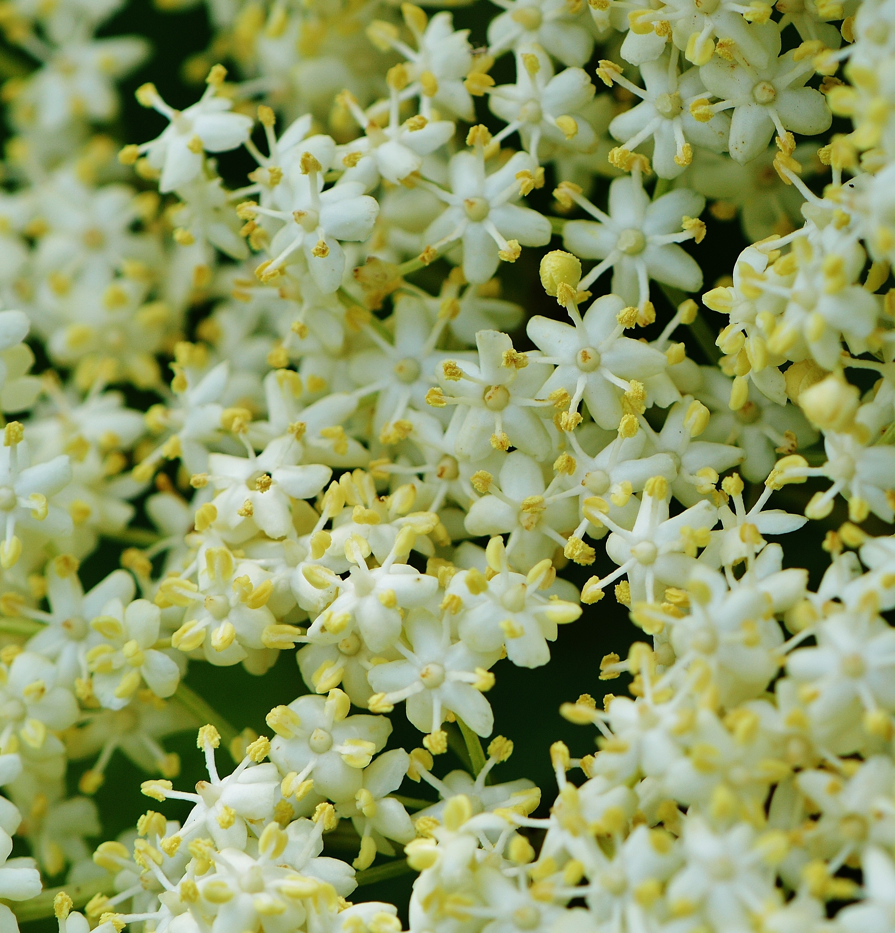 white bouvardia flowers