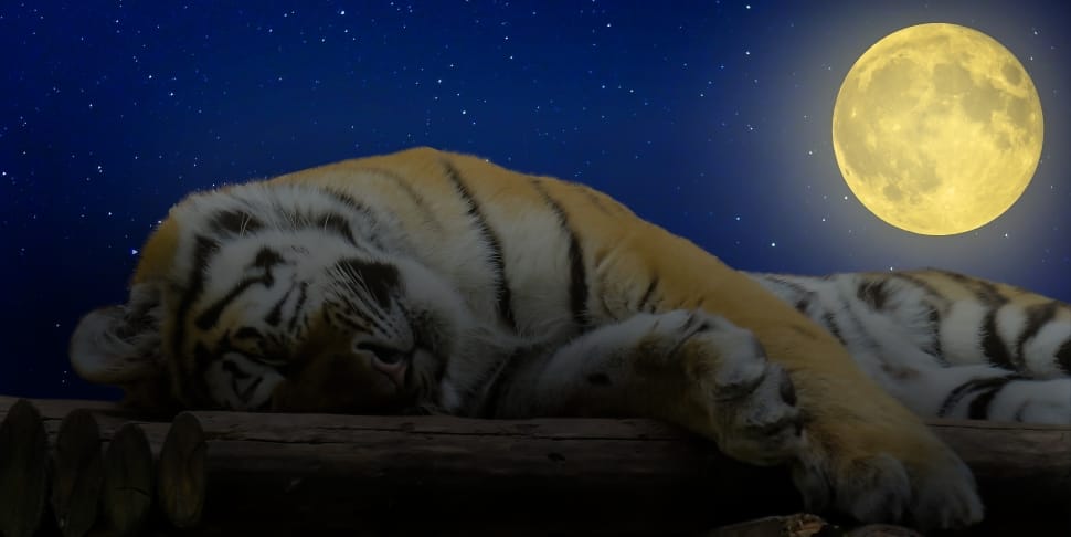 tiger and full moon illustration preview